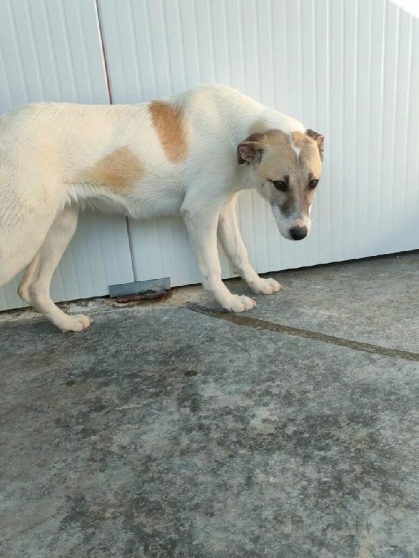 Astra - Nato/A Il: Agosto 2025 Razza: Meticcio Simil Lupoide Taglia: Media Peso: Da Adulta 20-23 Kg Carattere: Dolce, Buona